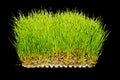 Fresh green wheatgrass