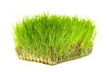 Wheatgrass green