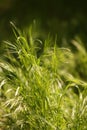 Lush green grass grow in a sunny field closeup Royalty Free Stock Photo