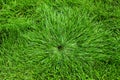 Lush Green Grass Growing Long on Lawn or Yard Growth with Sprinkler Shape Royalty Free Stock Photo