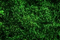 Lush Green Grass in Home Lawn Royalty Free Stock Photo