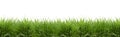 Lush green grass isolated - panorama - banner Royalty Free Stock Photo