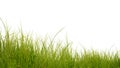 Lush green grass isolated on white background Royalty Free Stock Photo