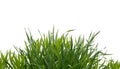 Lush green grass isolated on white background Royalty Free Stock Photo