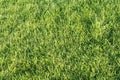 Lush green grass, lawn Royalty Free Stock Photo