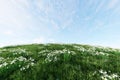 Lush green grass lawn and white flower on hill fresh nature with blue sky background with clipping path 3d render Royalty Free Stock Photo