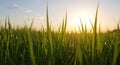 Lush Green Grass Lit by Golden Sunset in Open Field Royalty Free Stock Photo