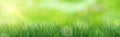 Lush green grass lit by the sun - Vector Royalty Free Stock Photo
