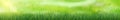 Lush green grass lit by the sun - Vector Royalty Free Stock Photo