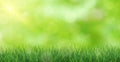 Lush green grass lit by the sun - Vector Royalty Free Stock Photo