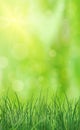Lush green grass lit by the sun - Vector Royalty Free Stock Photo