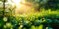 Lush green grass in macro view with dew drops under the bright, warm sunlight of a fresh summer morning, evoking growth and Royalty Free Stock Photo