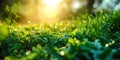 Lush green grass in macro view with dew drops under the bright, warm sunlight of a fresh summer morning, evoking growth and Royalty Free Stock Photo