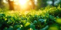 Lush green grass in macro view with dew drops under the bright, warm sunlight of a fresh summer morning, evoking growth and Royalty Free Stock Photo