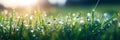 Lush lush green grass in a meadow on a spring morning, where the sun illuminates the green fields and drops of dew Royalty Free Stock Photo