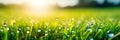 Lush lush green grass in a meadow on a spring morning, where the sun illuminates the green fields and drops of dew Royalty Free Stock Photo