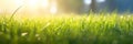 Lush lush green grass in a meadow on a spring morning, where the sun illuminates the green fields and drops of dew Royalty Free Stock Photo