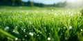 Lush lush green grass in a meadow on a spring morning, where the sun illuminates the green fields and drops of dew Royalty Free Stock Photo