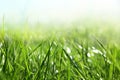 Lush green grass on sunny day, closeup Royalty Free Stock Photo