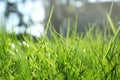 Lush green grass on sunny day, closeup Royalty Free Stock Photo