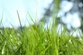 Lush green grass on sunny day, closeup Royalty Free Stock Photo