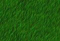 Lush green grass texture Royalty Free Stock Photo