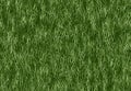 Lush green grass texture. wallpapers pattern Royalty Free Stock Photo