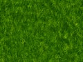 Lush green grass texture. wallpapers pattern Royalty Free Stock Photo