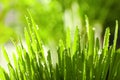 Lush green grass with water drops outdoors on sunny day, closeup Royalty Free Stock Photo