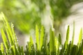 Lush green grass with water drops outdoors on sunny day, closeup Royalty Free Stock Photo