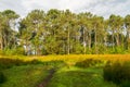 Lush green grasses grow in marshland, swamp and forest Royalty Free Stock Photo