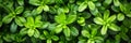 Lush green hedge wall close up of small leaves in garden, eco friendly evergreen texture Royalty Free Stock Photo