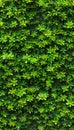Lush green hedge wall texture with small leaves in garden, eco friendly evergreen background Royalty Free Stock Photo