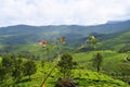 Lush Green Hills and Tea Gardens in Natural Landscape in Munnar, Idukki, Kerala, India