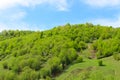 Lush green hillside