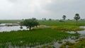 Lush green horizon of agriculture field of a small Indian village in warm and moist air during southwest torrential Monsoon Royalty Free Stock Photo