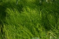 Lush green horsetails in summer. Equisetum