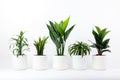 Lush Green Houseplants Collection.