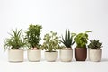 Lush Green Houseplants Collection.