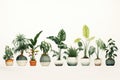 Lush Green Houseplants Collection.