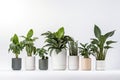 Lush Green Houseplants Collection.