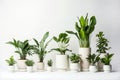 Lush Green Houseplants Collection.