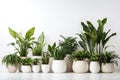 Lush Green Houseplants Collection.