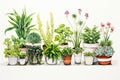 Lush Green Houseplants Collection.