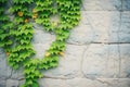 lush green ivy climbing a stone wall