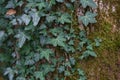 Lush Green Ivy Leaves. Green Ivy Leaves With White Veins Growing On A Bush Climbing On A Tree. Evergreen Plant Wall. A Green Ivy