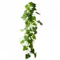 Lush Green Ivy Plant Isolated On White Background Royalty Free Stock Photo
