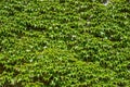 Lush green ivy wall for texture. Abstract background