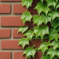 Lush Green Ivy on Weathered Brick Wall Royalty Free Stock Photo