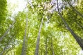 Lush green Japanese Bamboo forests background Royalty Free Stock Photo